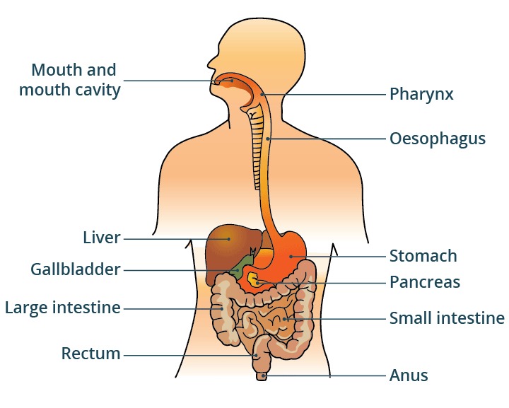 digestive system illustration simplified
